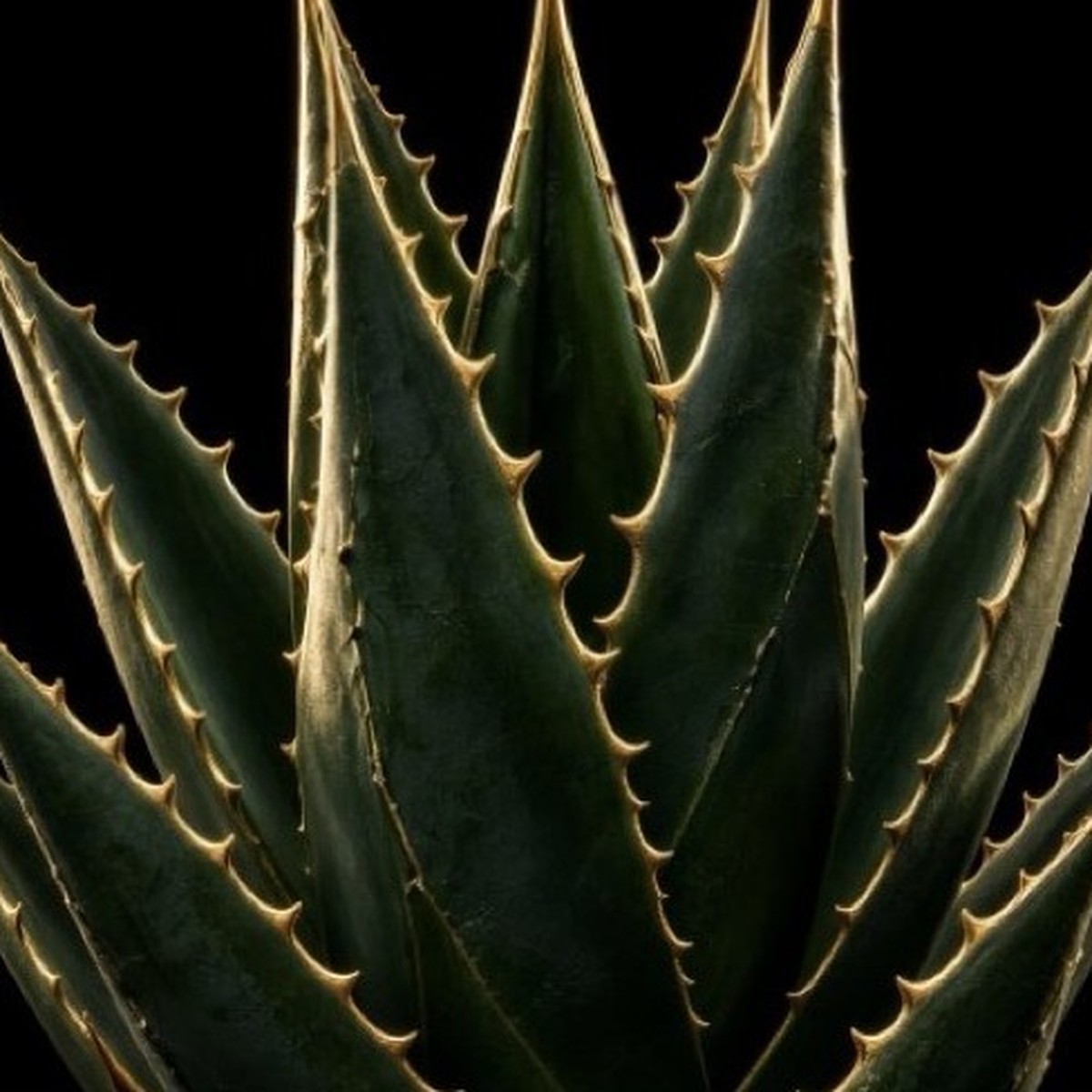 Maguey con Pencas de Oro
