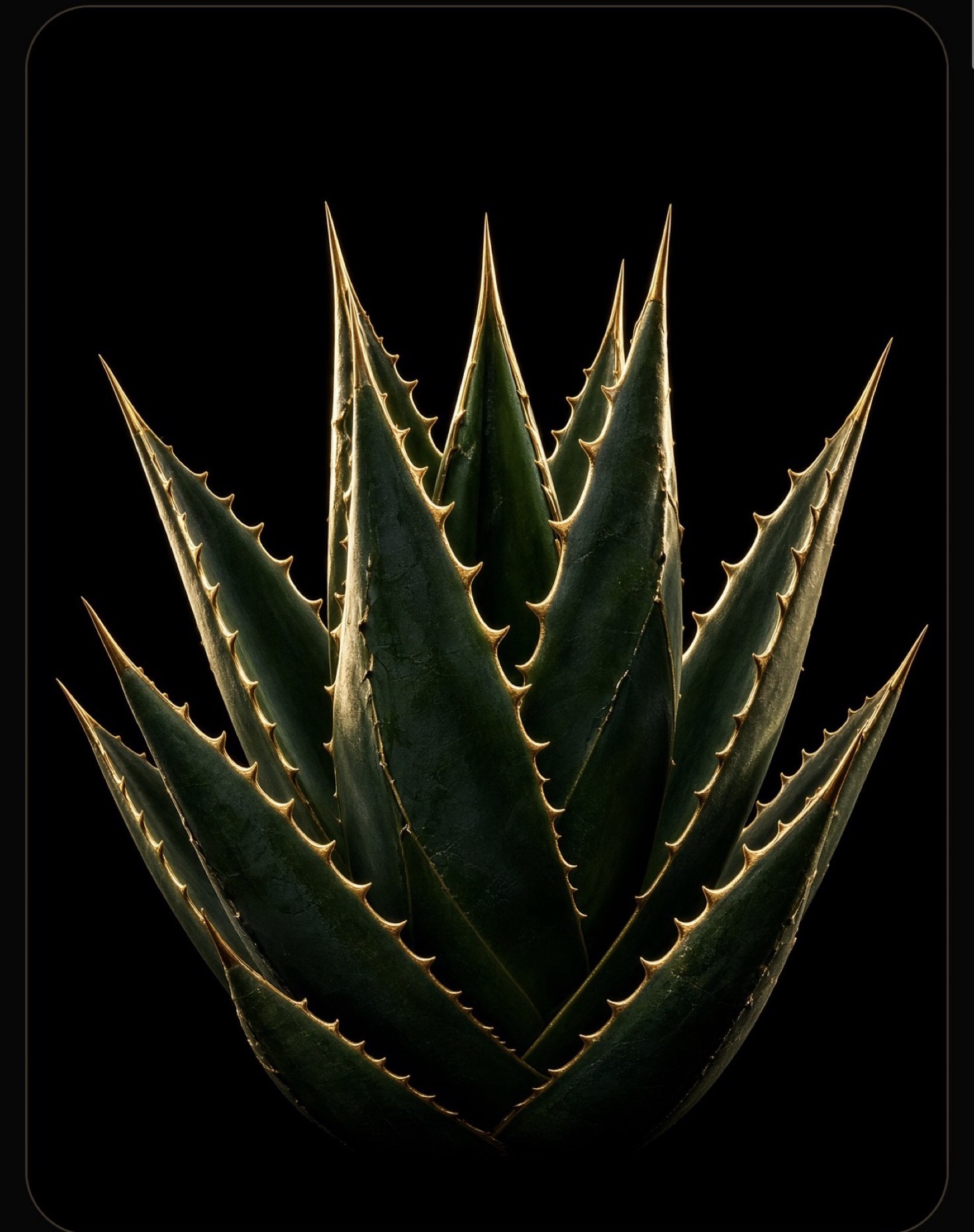 Maguey Negro y Oro
